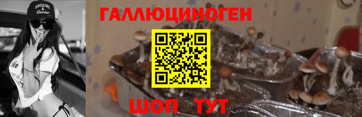 Псилоцибиновые грибы GOLDEN TEACHER  Псилоцибиновые грибы Psilocybine cubensis  Вход с VPN  Азов 
